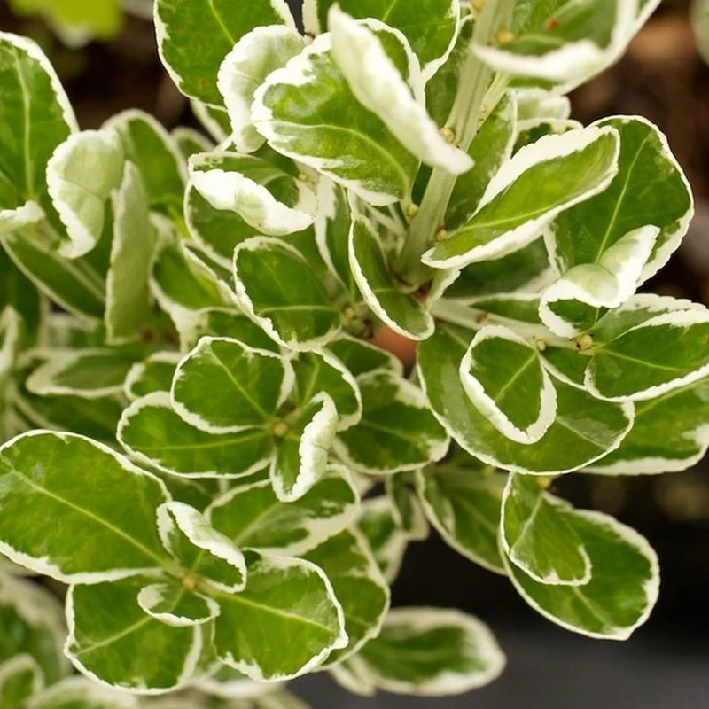 Spindelstrauch 'Kathy'