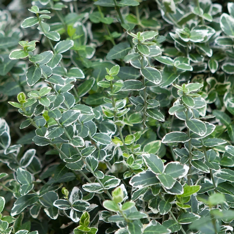 Spindelstrauch 'Kathy'