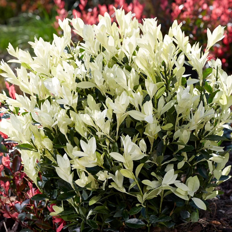 Spindelstrauch 'Himalaya'