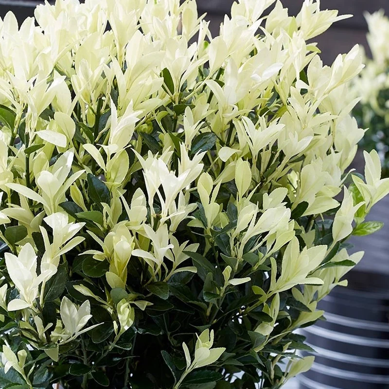 Spindelstrauch 'Himalaya'
