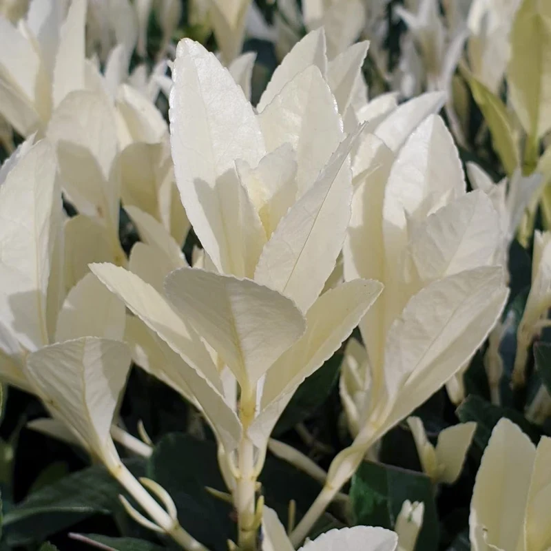 Spindelstrauch 'Himalaya'