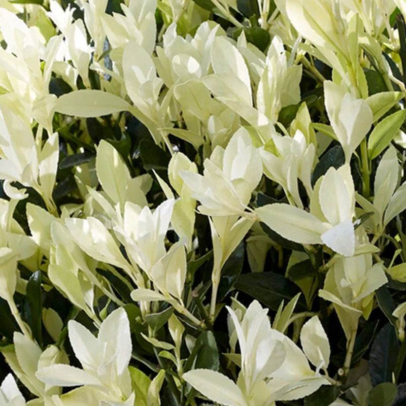 Spindelstrauch 'Himalaya'