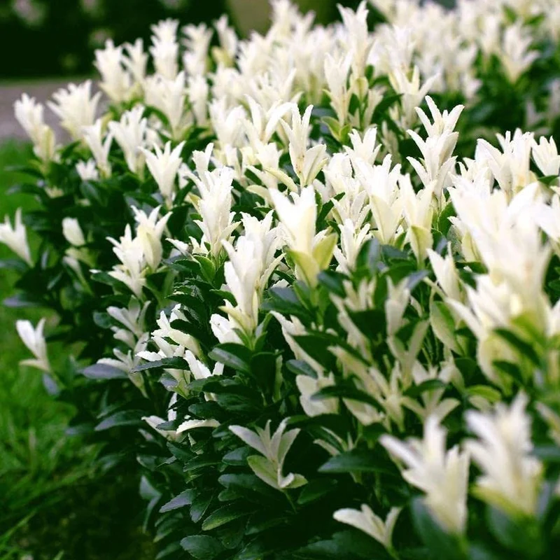 Spindelstrauch 'Himalaya'