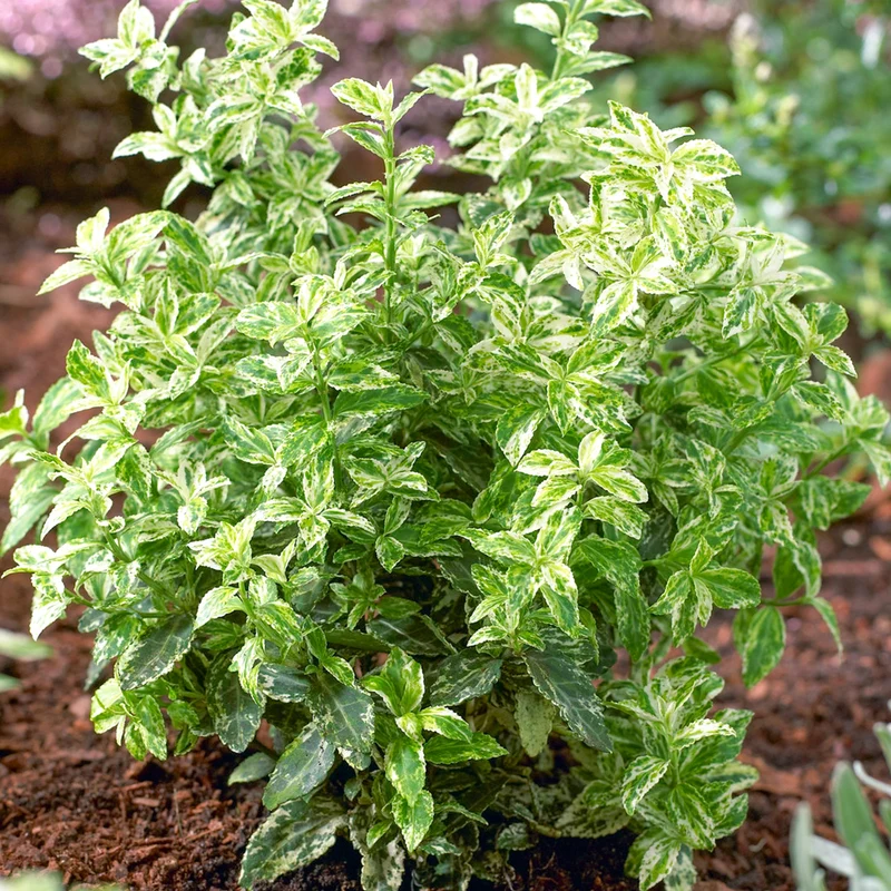 Spindelstrauch 'Harlequin'