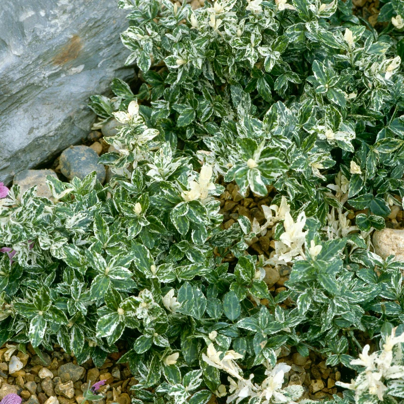Spindelstrauch 'Harlequin'