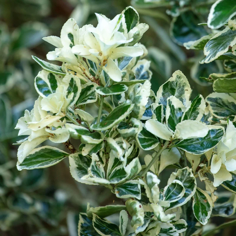 Spindelstrauch 'Harlequin'