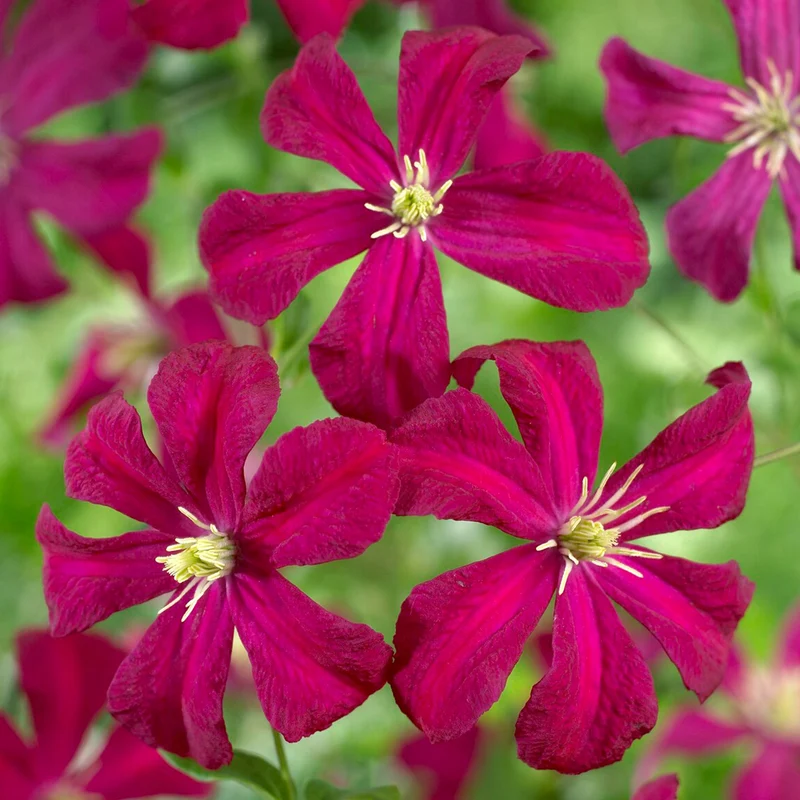 Waldrebe 'Madame Julia Correvon'