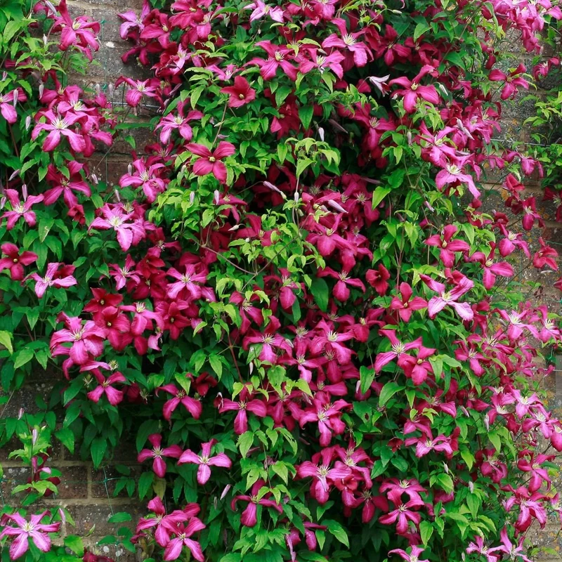 Waldrebe 'Madame Julia Correvon'