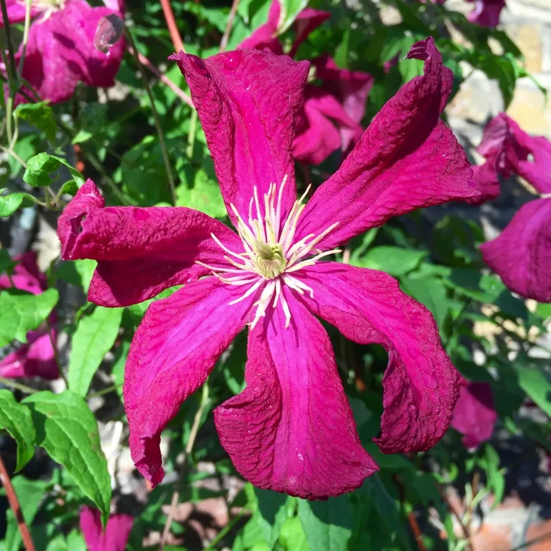 Waldrebe 'Madame Julia Correvon'