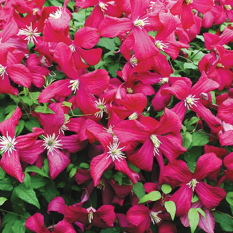 Waldrebe 'Madame Julia Correvon'