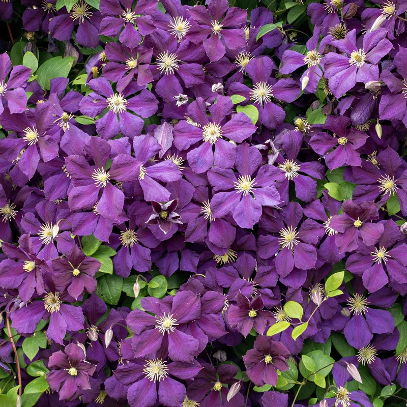 Waldrebe 'Jackmanii'