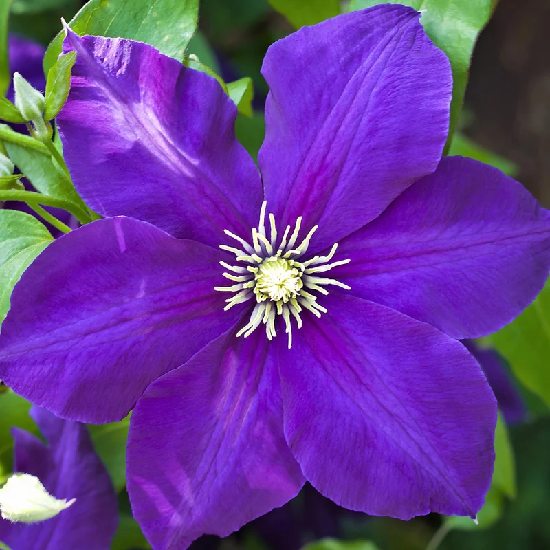Waldrebe 'Jackmanii'
