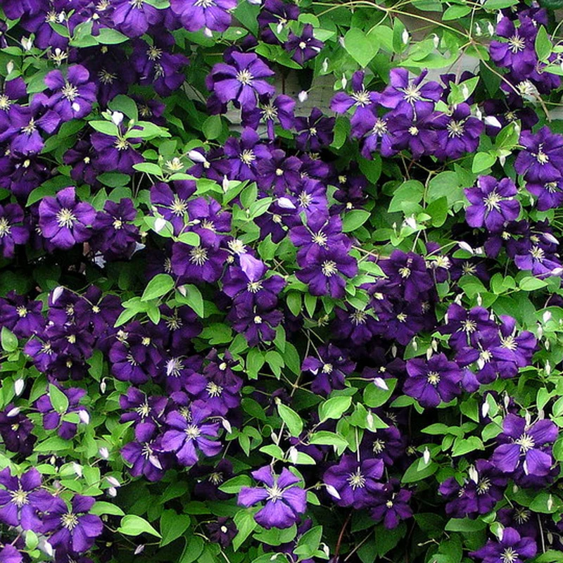 Waldrebe 'Jackmanii'