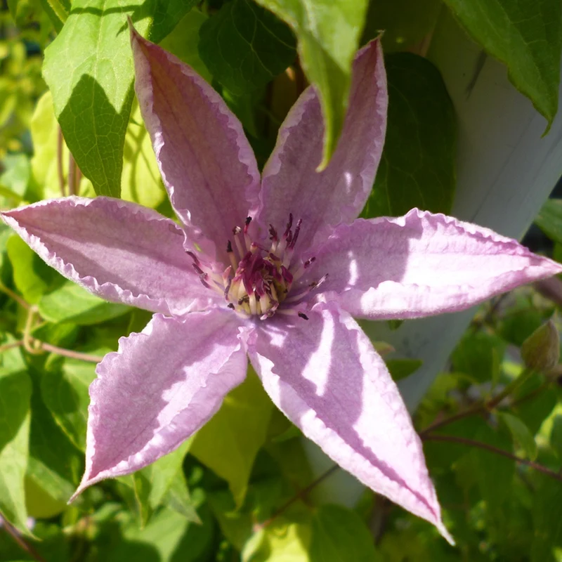 Waldrebe 'Hagley Hybrid'