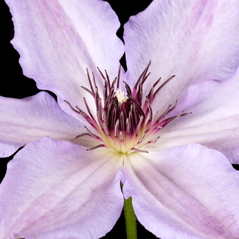 Waldrebe 'Hagley Hybrid'