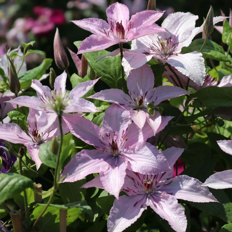 Waldrebe 'Hagley Hybrid'