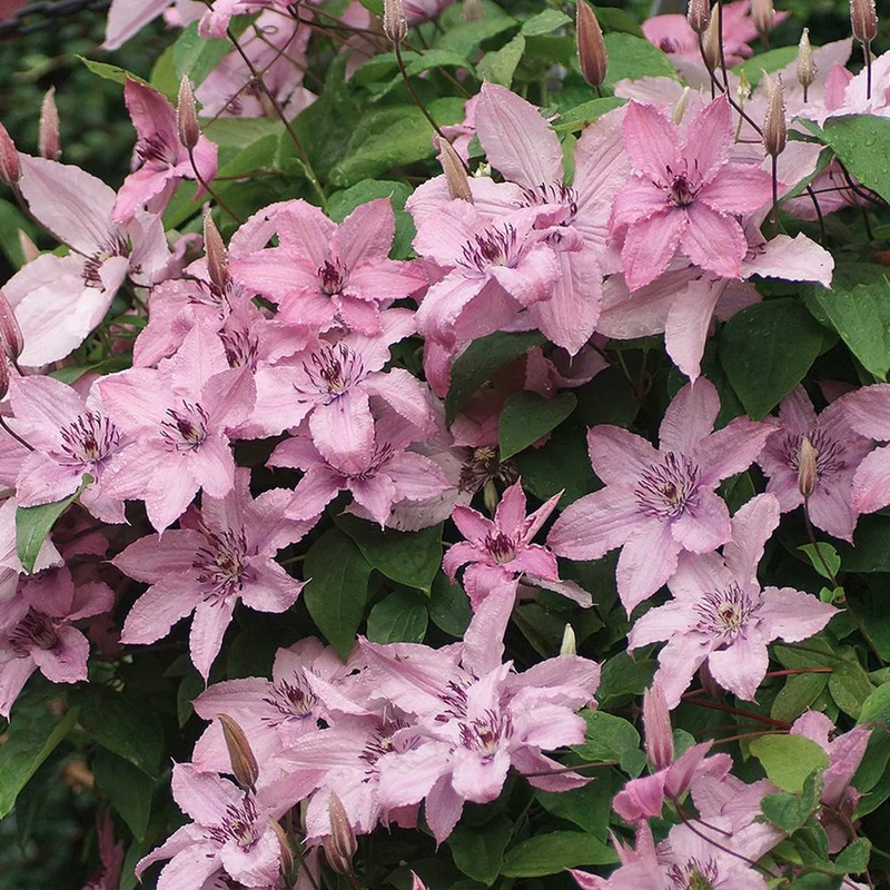 Waldrebe 'Hagley Hybrid'