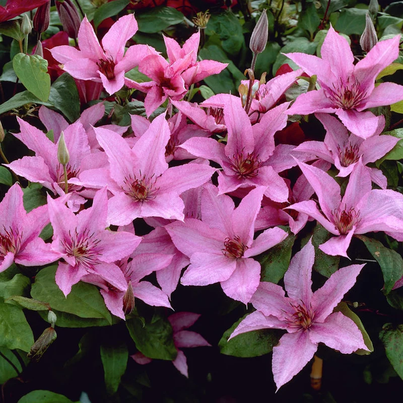 Waldrebe 'Hagley Hybrid'