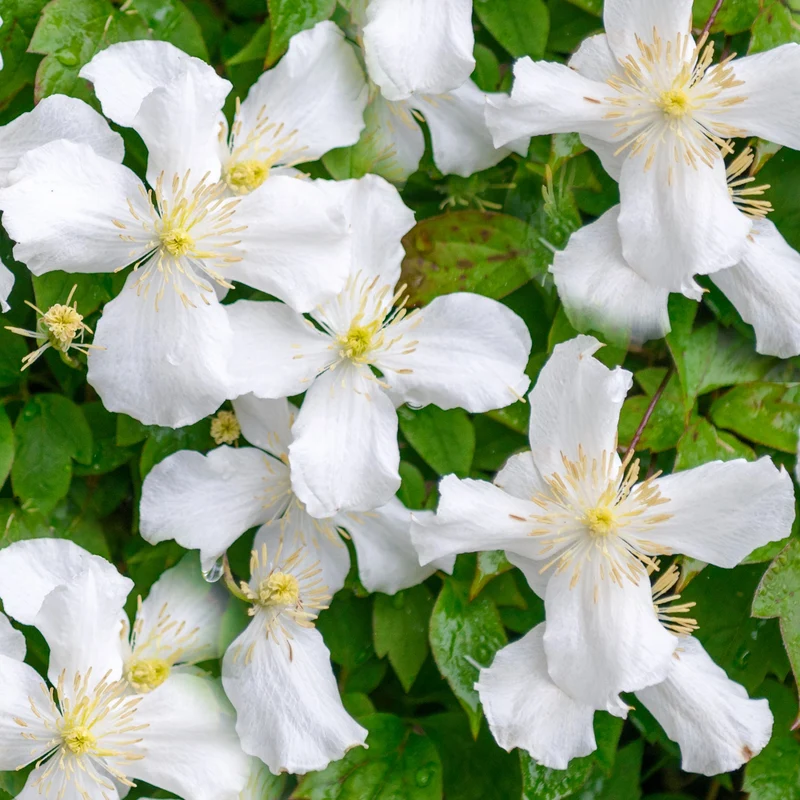 Berg-Waldrebe 'Grandiflora'