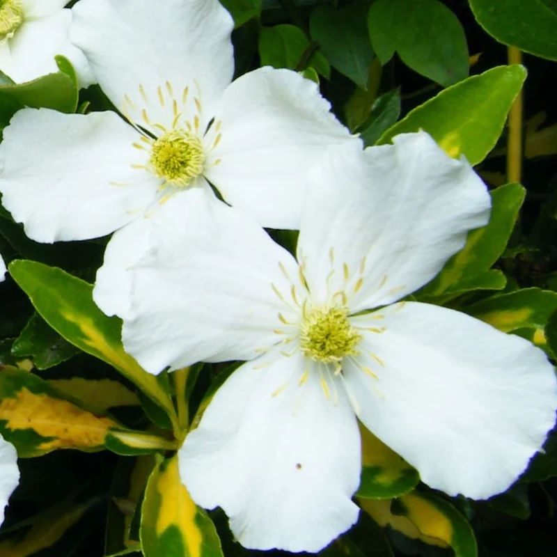Berg-Waldrebe 'Grandiflora'