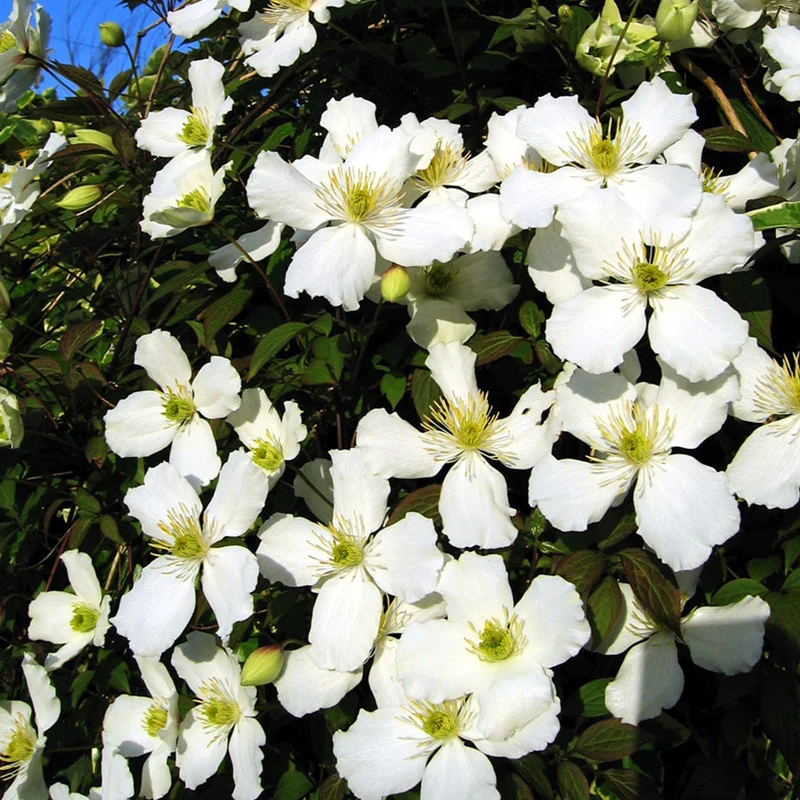 Berg-Waldrebe 'Grandiflora'