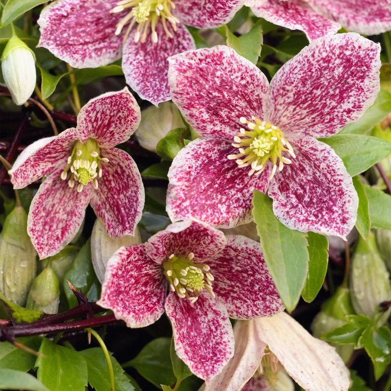 Waldrebe 'Freckles'