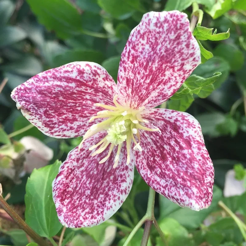 Waldrebe 'Freckles'