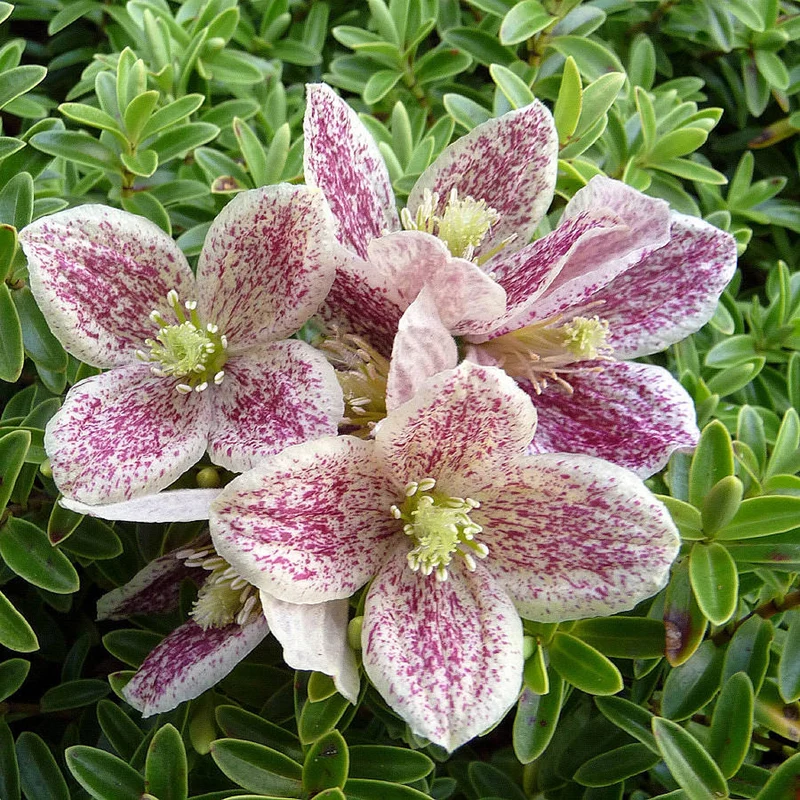 Waldrebe 'Freckles'