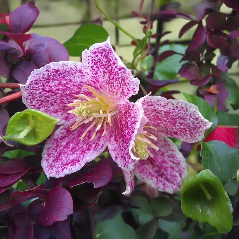 Waldrebe 'Freckles'