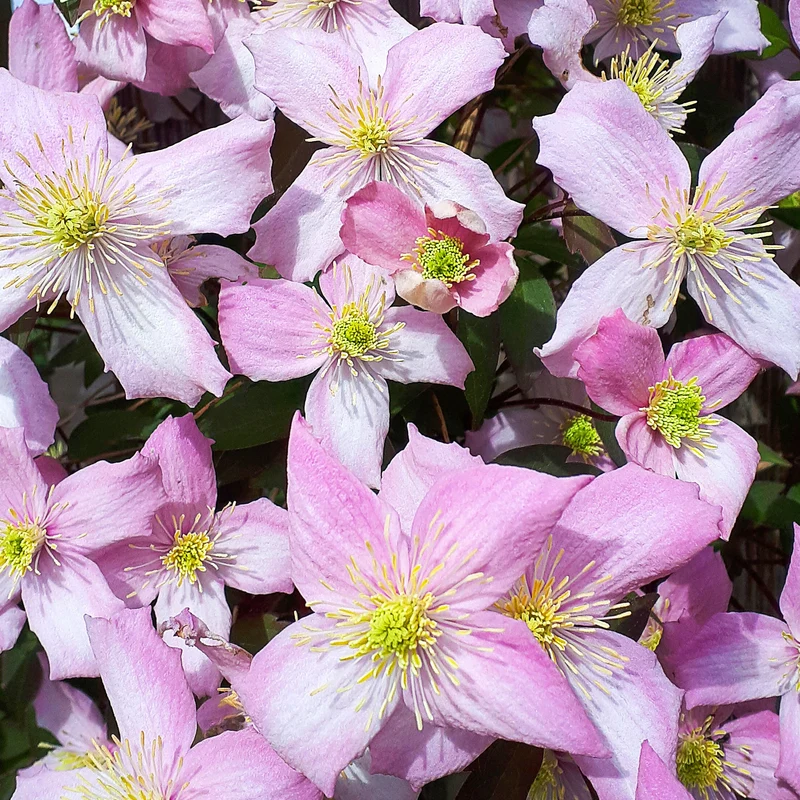 Berg-Waldrebe 'Fragrant Spring'