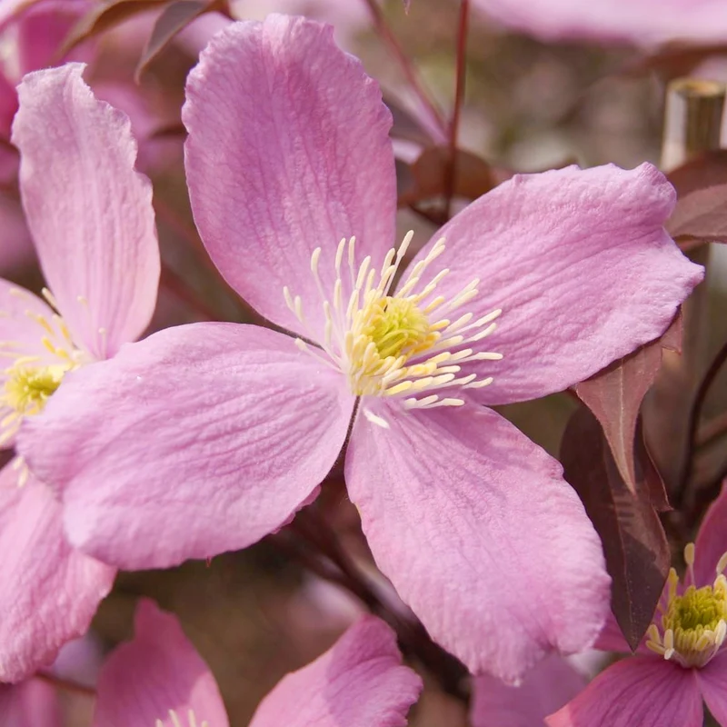 Berg-Waldrebe 'Fragrant Spring'