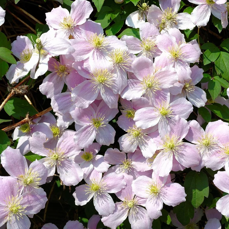Berg-Waldrebe 'Fragrant Spring'