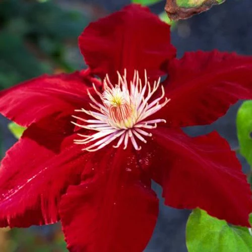 Waldrebe 'Dark Red'