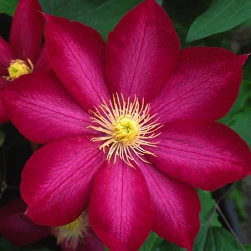 Waldrebe 'Dark Red'