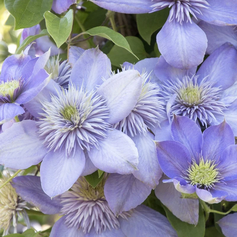 Waldrebe 'Blue Light'