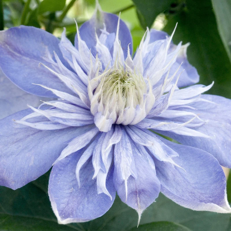 Waldrebe 'Blue Light'