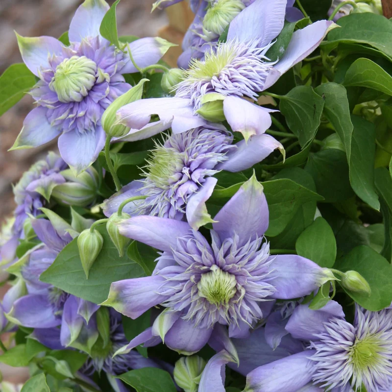 Waldrebe 'Blue Light'