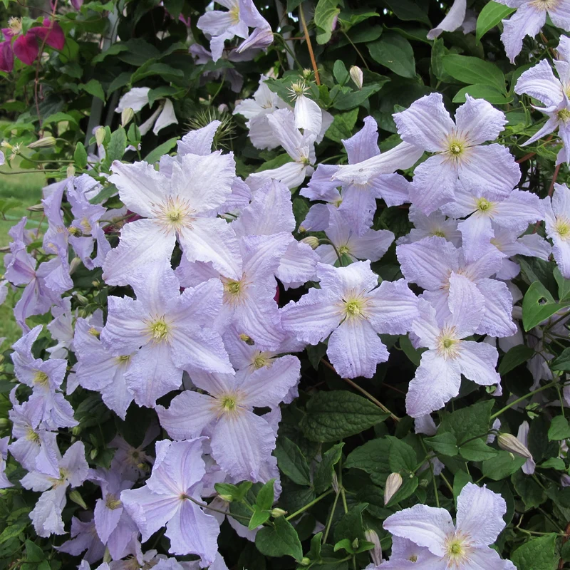 Waldrebe 'Blue Angel'