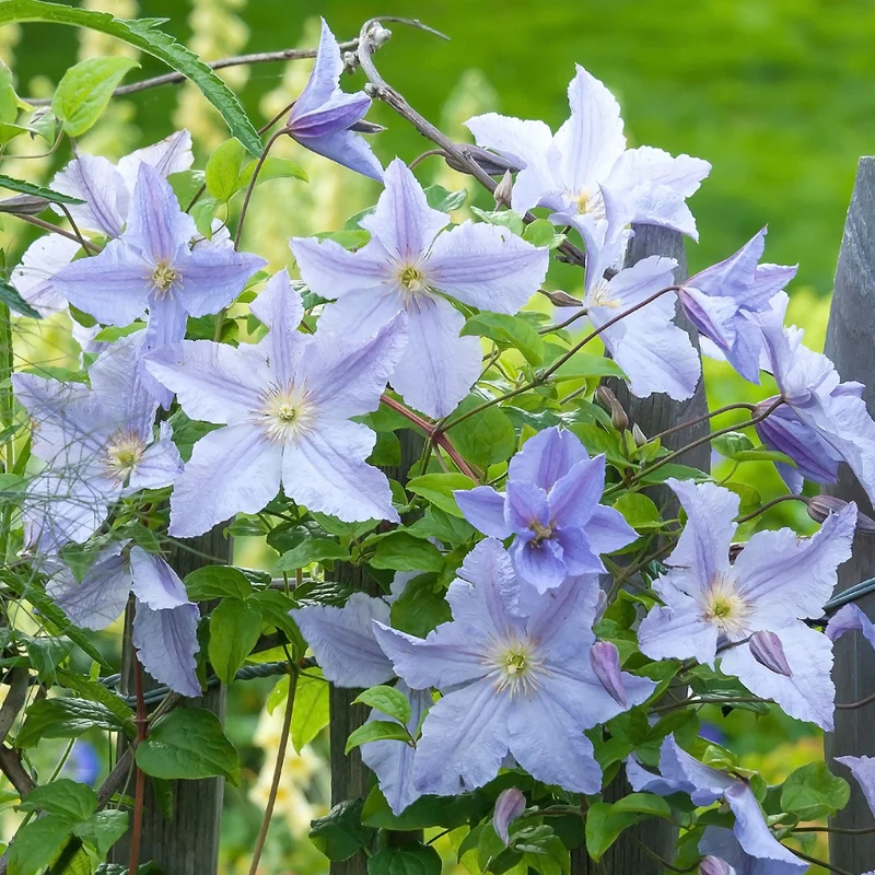 Waldrebe 'Blue Angel'