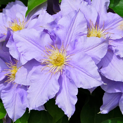 Waldrebe 'Blue'