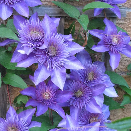 Waldrebe 'Blue'