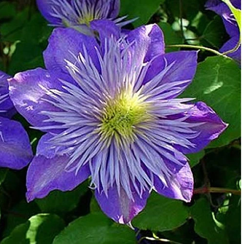 Waldrebe 'Blue'