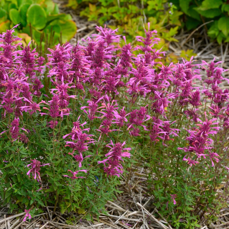 Duftnessel 'Rosie Posie'