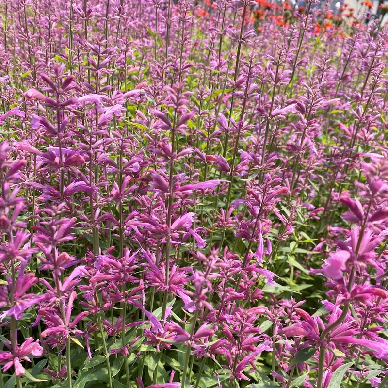 Duftnessel 'Rosie Posie'