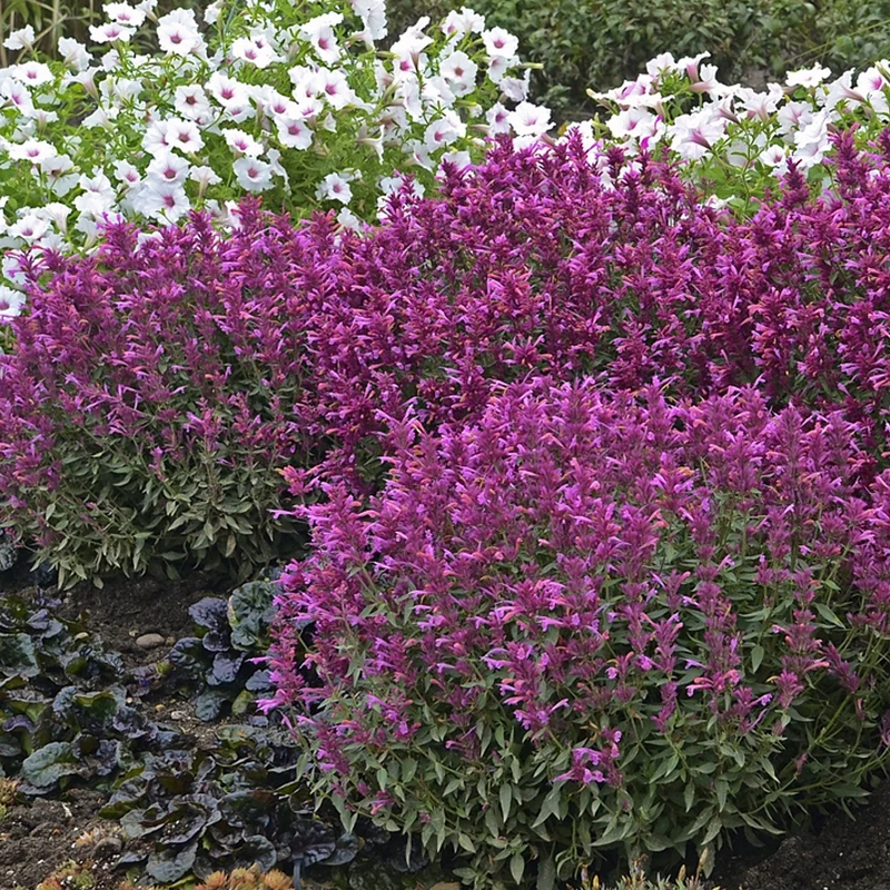 Duftnessel 'Rosie Posie'