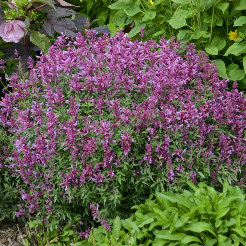 Duftnessel 'Rosie Posie'