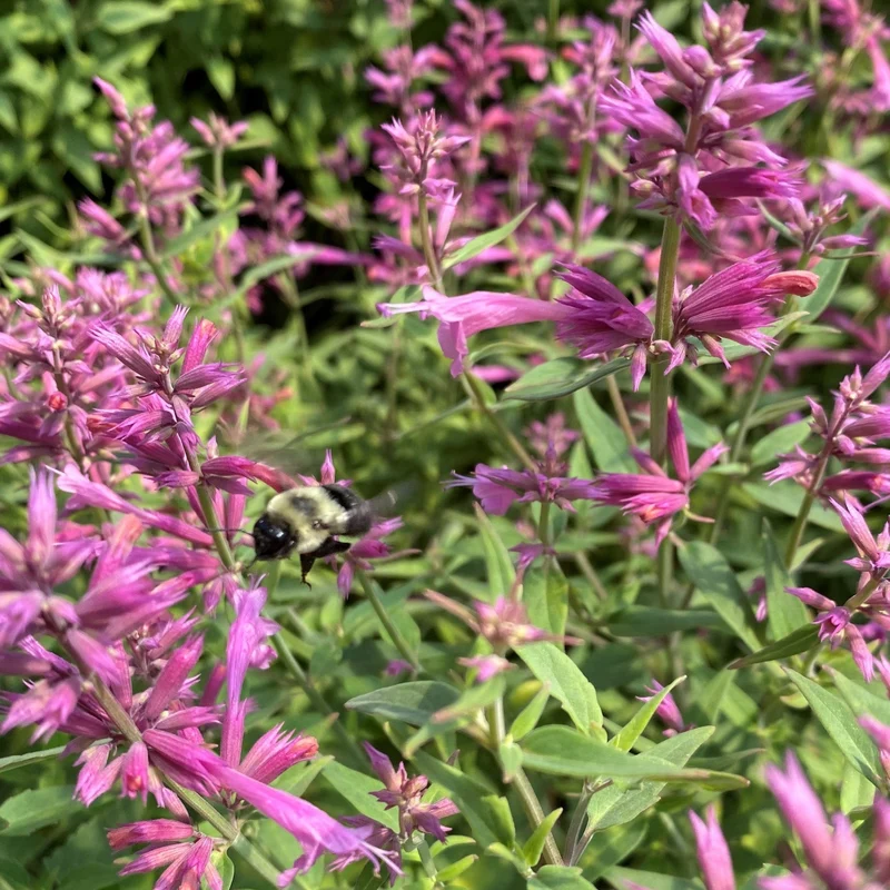 Duftnessel 'Rosie Posie'