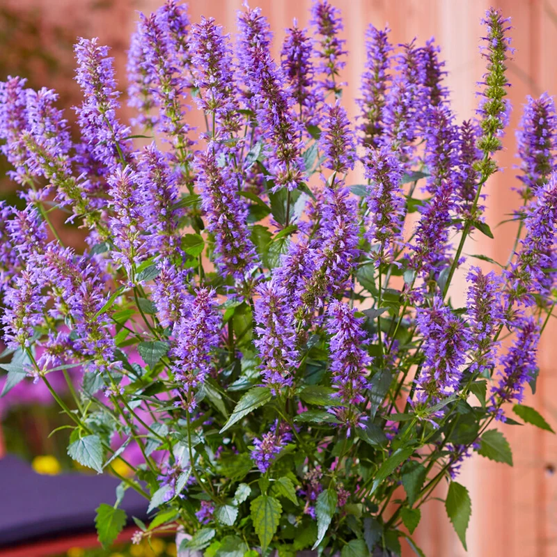Duftnessel 'Purple Haze'