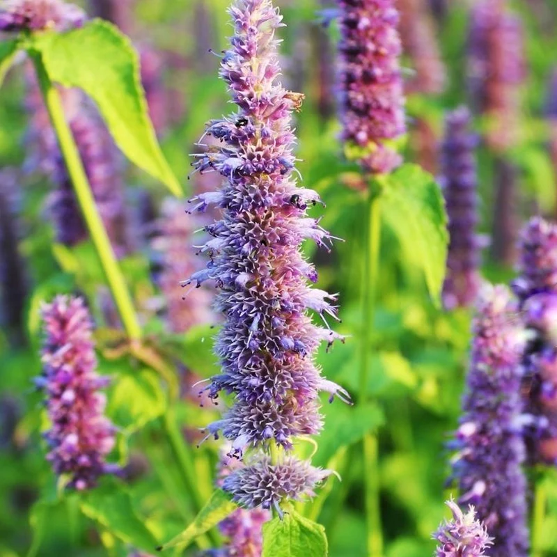 Duftnessel 'Purple Haze'