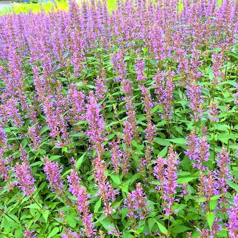 Duftnessel 'Purple Haze'
